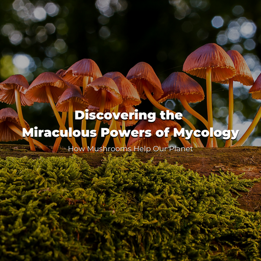 Discovering the Miraculous Powers of Mycology: How Mushrooms Help Our Planet - EcoSouLife