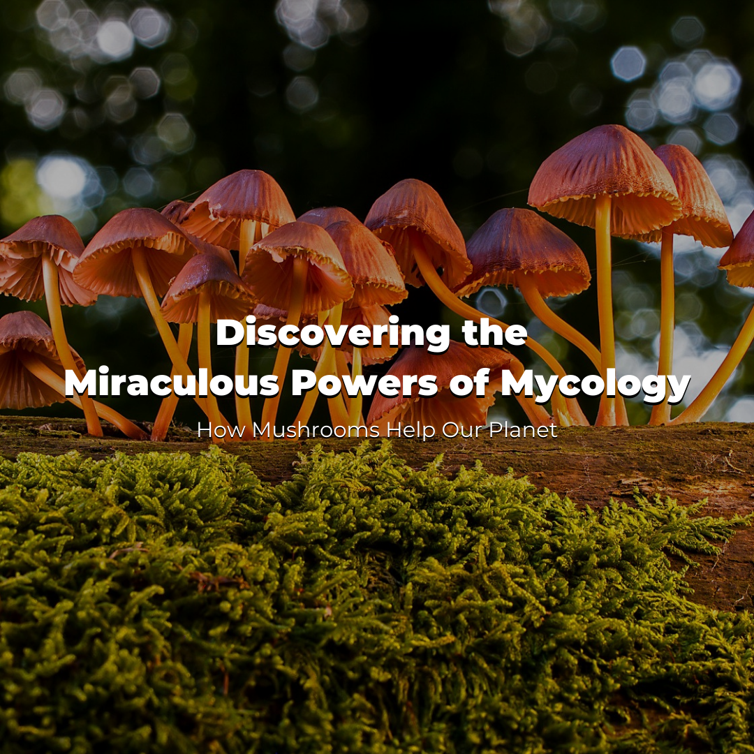 Discovering the Miraculous Powers of Mycology: How Mushrooms Help Our Planet