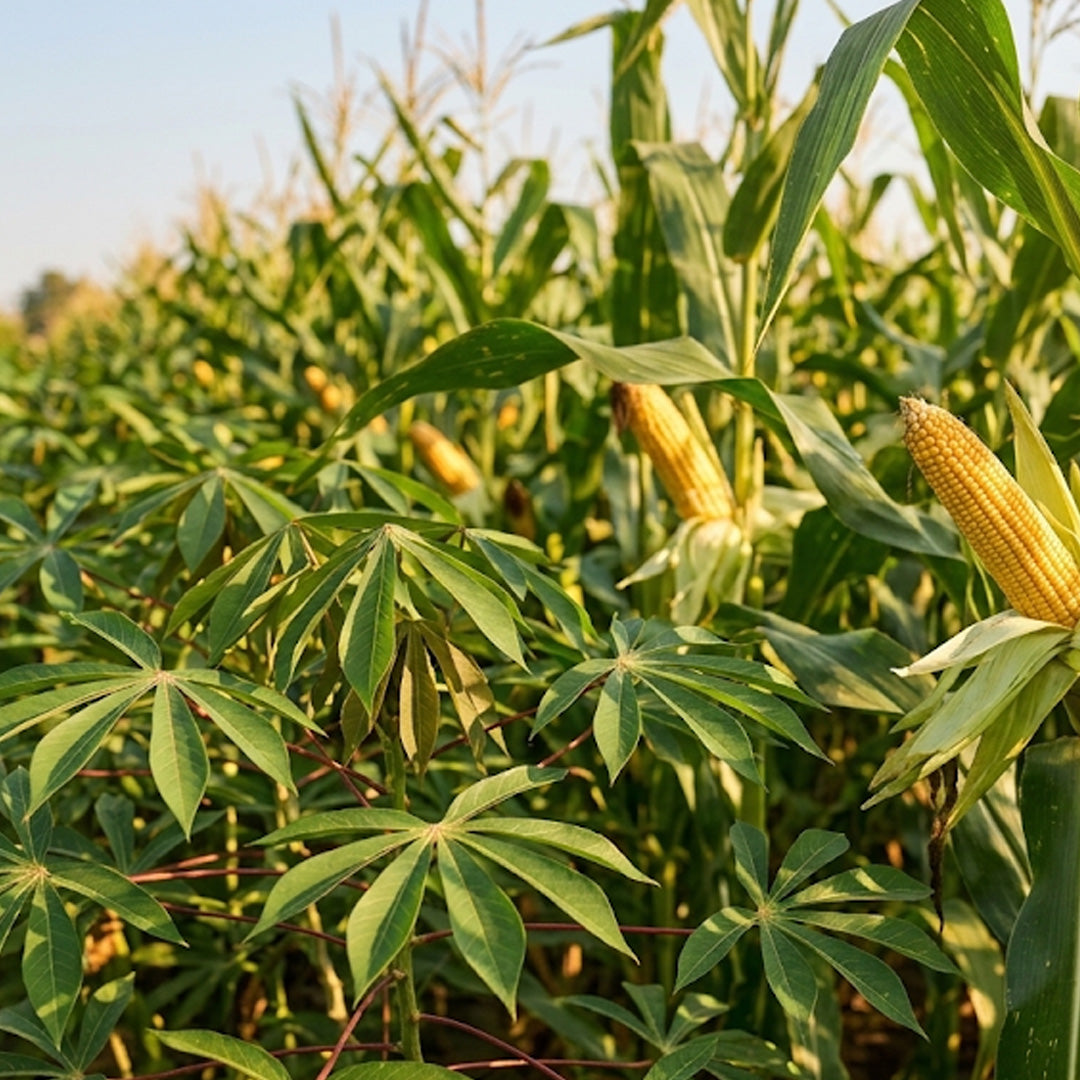 Sunlit farm field featuring vibrant corn stalks and cassava plants, highlighting the renewable plant starches used to make the EcoSouLife PLAnet tableware collection.